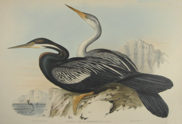 John Gould Birds of Australia